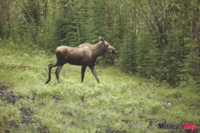 Motorcycle-Mojo_48_Alaska